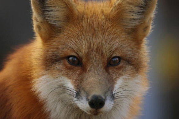 Foxy-Face-fox-9867209-800-534